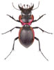 Mouhoutia planipennis