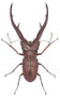 Cyclommatus pulchellus