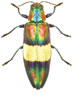 Chysochroa ephipplgera